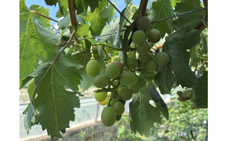 Өмнөговь: Хүлэмжинд тарьсан усан үзмийн мод ургацаа өгч байна