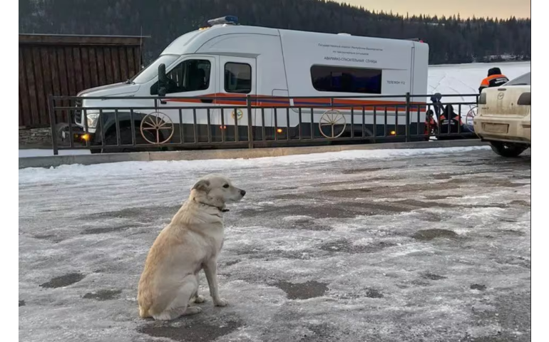ОХУ: Голын усанд осолдсон эзнээ нохой нь дөрвөн хоног хүлээжээ