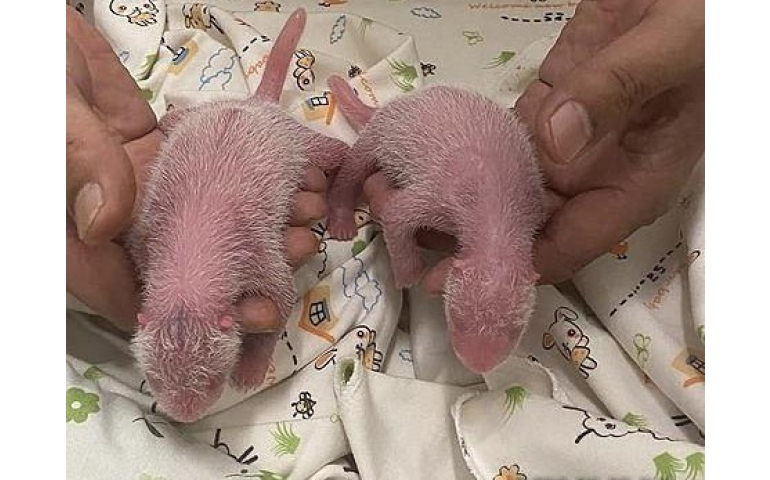 Хонконгт хамгийн өндөр настай эмэгчин хулсны баавгай ихэр бамбарууш төрүүлэв